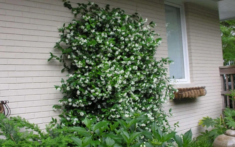 Confederate Jasmine Vine (Trachelospermum Jasminoides) - 3 Gallon Pot - Image 8
