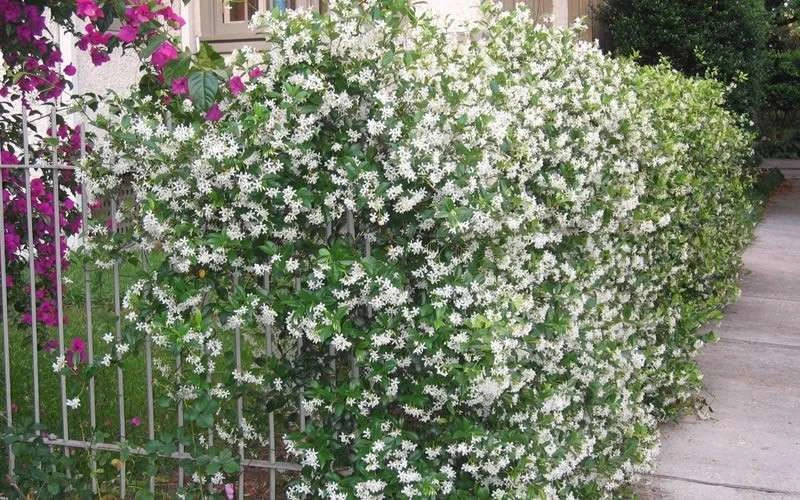 Confederate Jasmine Vine (Trachelospermum Jasminoides) - 3 Gallon Pot - Image 9
