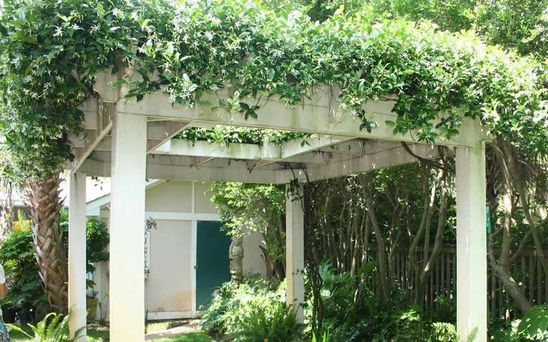 Confederate Jasmine Vine (Trachelospermum Jasminoides) - 3 Gallon Pot - Image 10