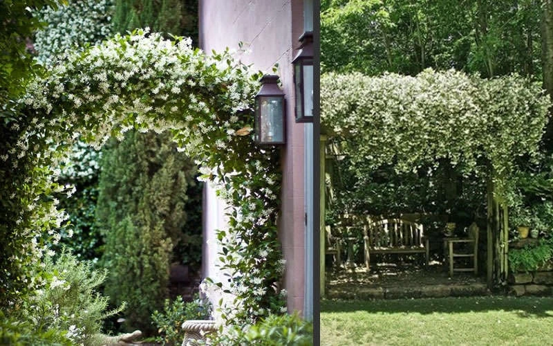 Madison Confederate Jasmine - 1 Gallon Pot - Image 6