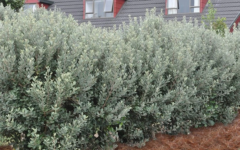 Bambina Dwarf Pineapple Guava (Feijoa Sellowiana ' Tharfiona') - 3 Gallon Pot - Image 6