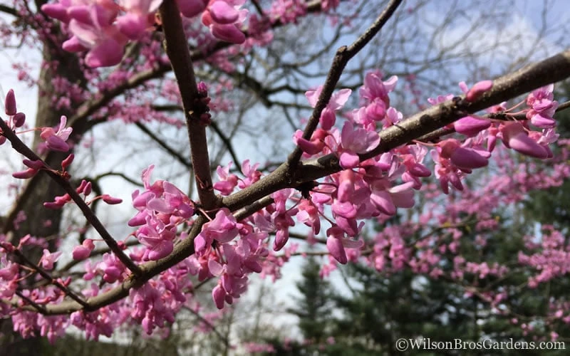 The Rising Sun Redbud Tree - 7 Gallon Pot (3-4') - Image 5