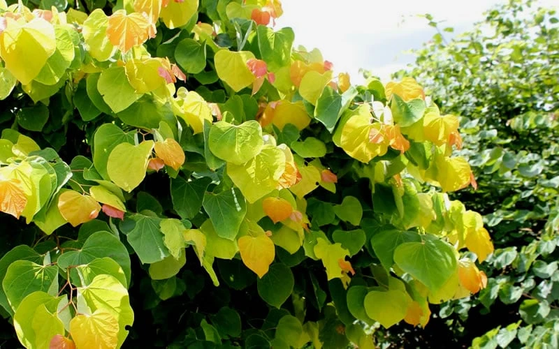 The Rising Sun Redbud Tree - 7 Gallon Pot (3-4') - Image 6