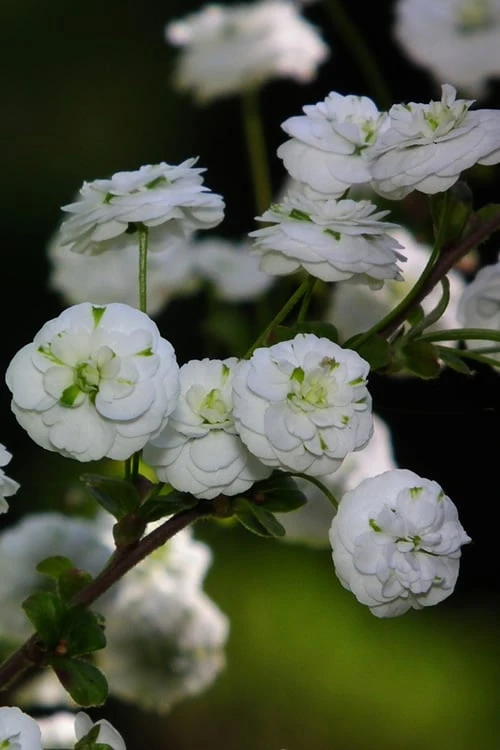Plena Double Bridal Wreath Spirea (Spirea Prunifolia) - 1 Gallon Pot - Image 7