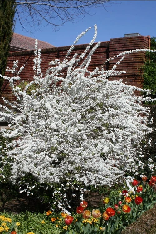 Plena Double Bridal Wreath Spirea (Spirea Prunifolia) - 1 Gallon Pot - Image 4