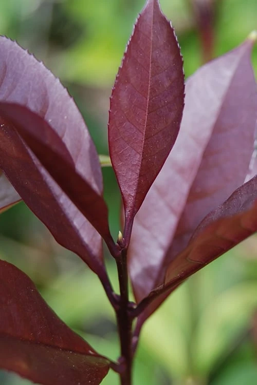 Apricot Echo Tea Olive - Osmanthus Fragrans Aurantiacus - 3 Gallon Pot - Image 5