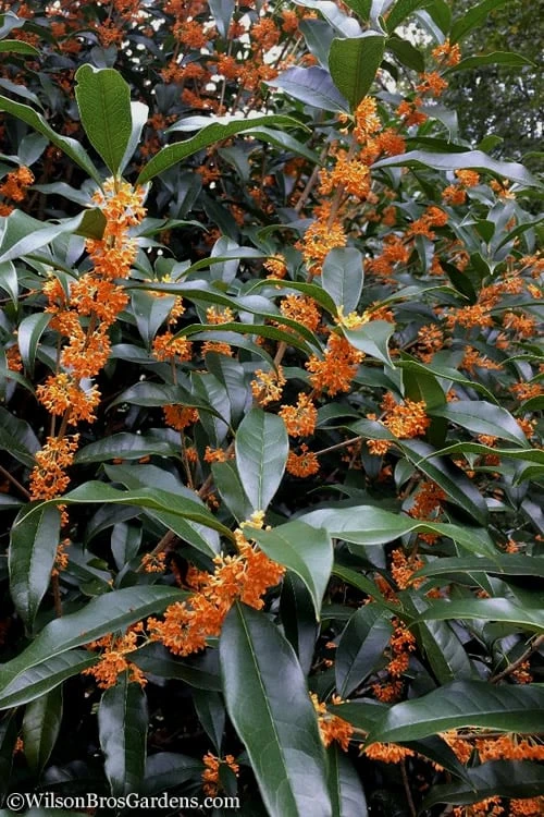 Fragrant Orange Tea Olive - Osmanthus Fragrans Aurantiacus - 7 Gallon Pot (5-6') - Image 6