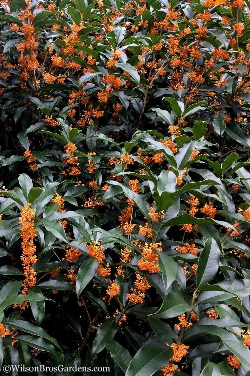Fragrant Orange Tea Olive - Osmanthus Fragrans Aurantiacus - 7 Gallon Pot (5-6') - Image 7