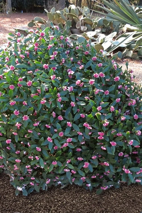 Zuiko Nishiki Winter Daphne Odora - 2 Gallon Pot - Image 4