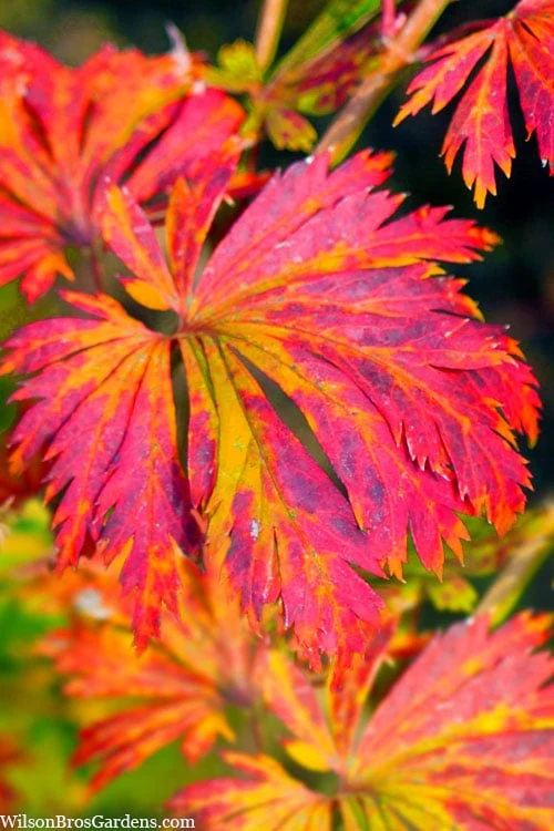Dancing Peacock Japanese Maple (Acer Japonicum 'Aconitifolium') - 3 Gallon Pot (3-4') - Image 6