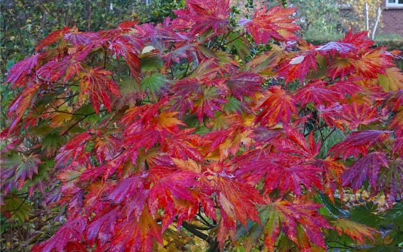 Dancing Peacock Japanese Maple (Acer Japonicum 'Aconitifolium') - 3 Gallon Pot (3-4') - Image 7