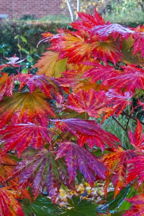 Dancing Peacock Japanese Maple (Acer Japonicum 'Aconitifolium') - 3 Gallon Pot (3-4') - Image 8