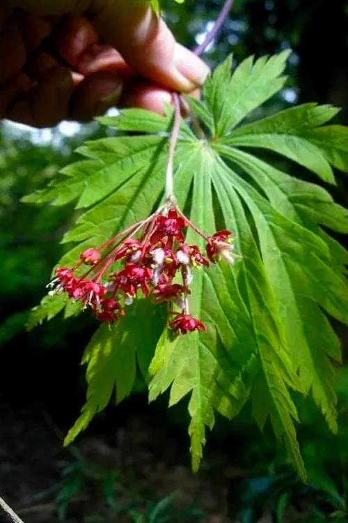 Dancing Peacock Japanese Maple (Acer Japonicum 'Aconitifolium') - 3 Gallon Pot (3-4') - Image 5
