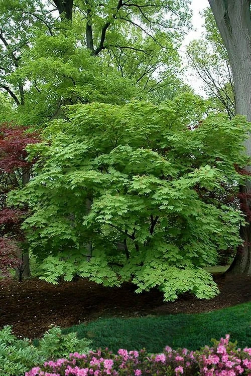 Dancing Peacock Japanese Maple (Acer Japonicum 'Aconitifolium') - 3 Gallon Pot (2-3') - Image 4