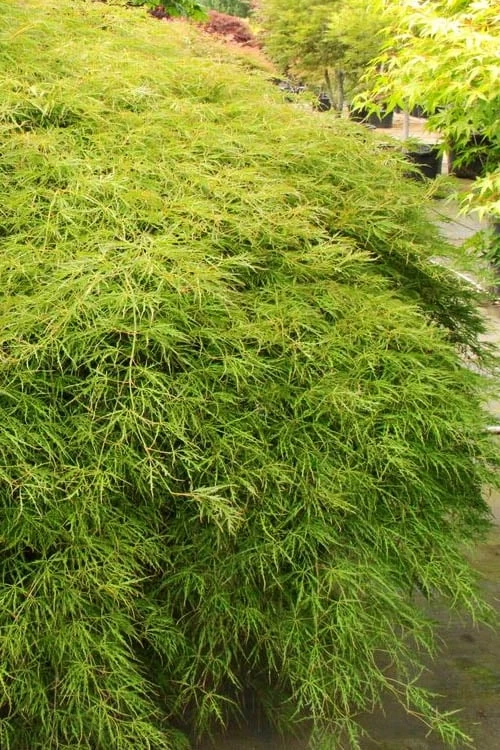 Otto's Dissectum Japanese Maple (Acer Palmatum) - 5 Gallon Pot - Image 7