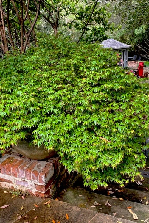 Kiyohime Spreading Japanese Maple - 2 Gallon Pot - Image 9