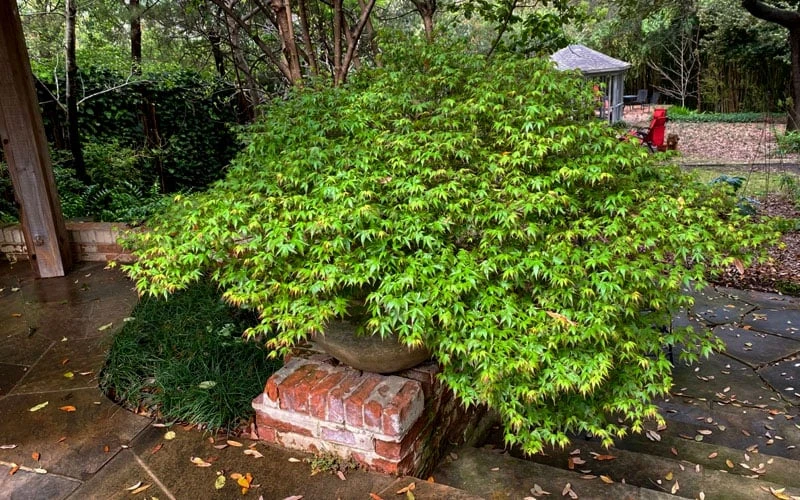 Kiyohime Spreading Japanese Maple - 2 Gallon Pot - Image 4