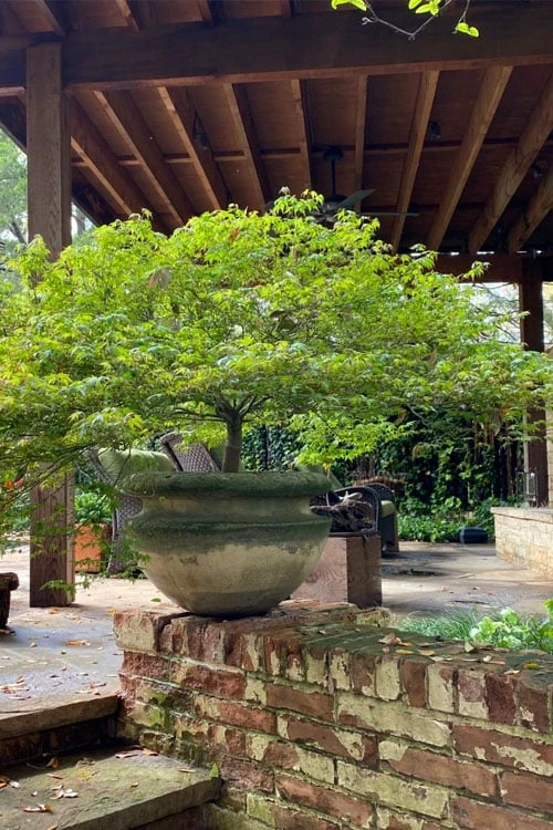 Kiyohime Spreading Japanese Maple - 2 Gallon Pot - Image 6