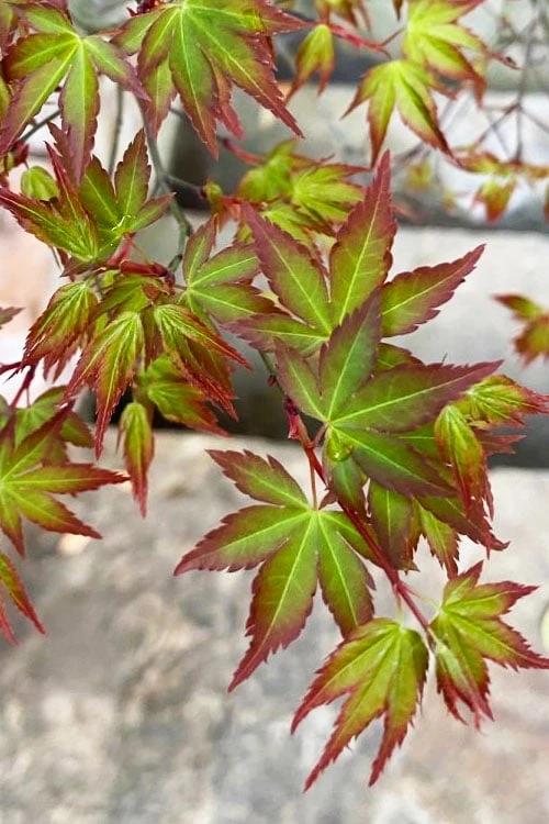Kiyohime Spreading Japanese Maple - 2 Gallon Pot - Image 8