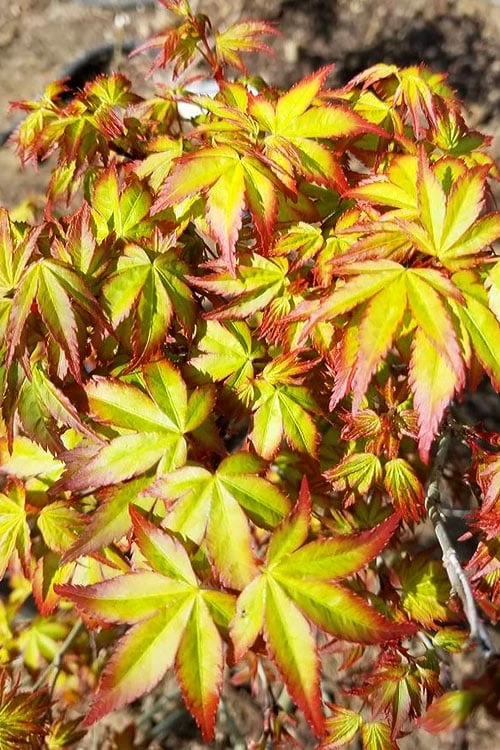 Kiyohime Spreading Japanese Maple - 2 Gallon Pot - Image 7