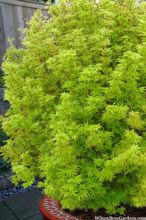 Little Sango' Dwarf Coral Bark Japanese Maple - 5 Gallon Pot - Image 6
