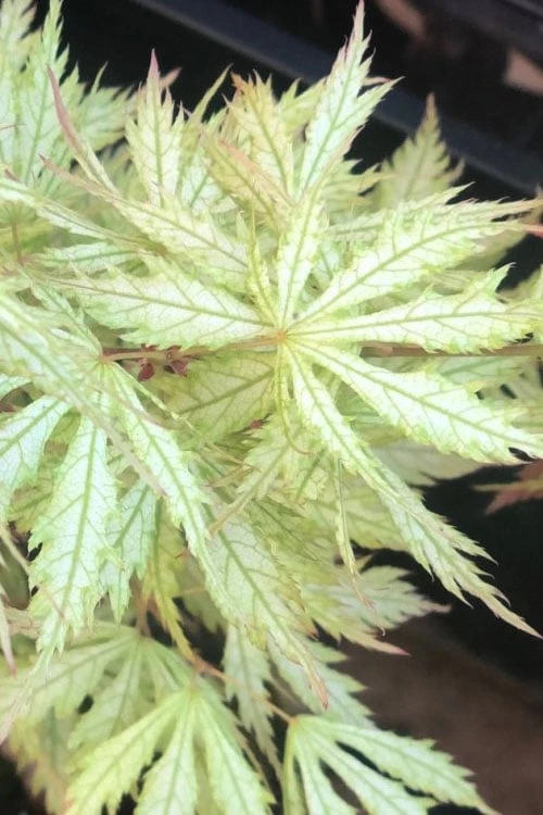 Sister Ghost Japanese Maple - 3 Gallon Pot (4-5') - Image 6