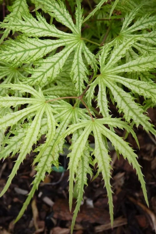 Sister Ghost Japanese Maple - 3 Gallon Pot (4-5') - Image 10