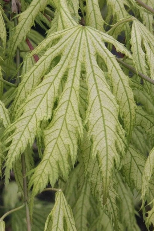 Sister Ghost Japanese Maple - 3 Gallon Pot (4-5') - Image 9