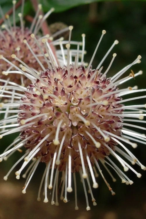 Adina Rubella Buttonbush - 3 Gallon Pot - Image 3