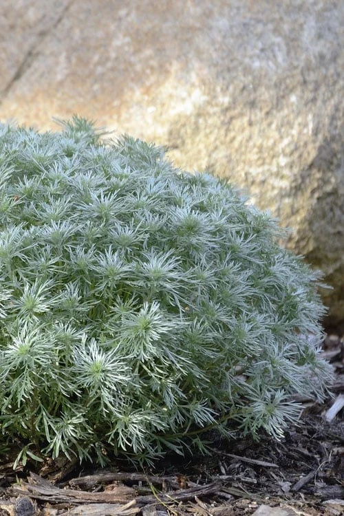 Silver Mound Artemisia - 1 Gallon Pot - Image 6