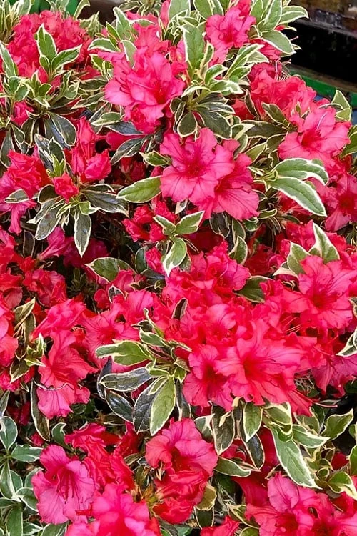 Arctic Rose Azalea - 3 Gallon Pot - Image 4