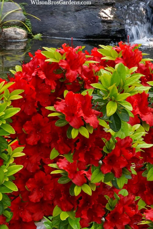 Buccaneer Red Azalea (Glenn Dale Hydrid) - 2 Gallon Pot - Image 5