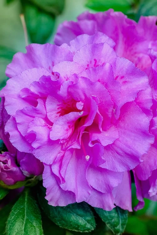 Autumn Majesty Encore Azalea - 3 Gallon Pot - Image 5