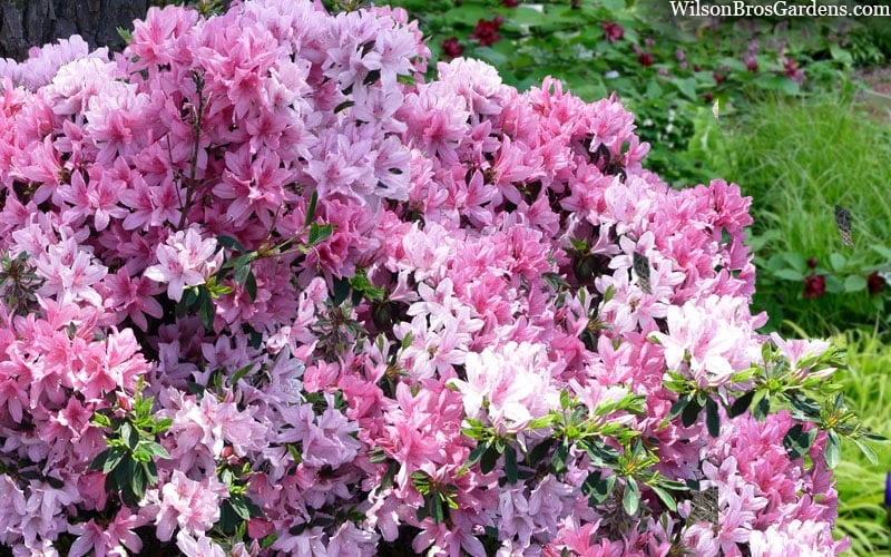 Northlake Beauty Azalea - 3 Gallon Pot - Image 4