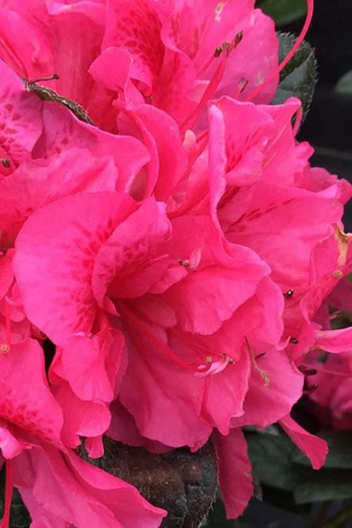 Perfecto Mundo Double Dark Pink Reblooming Azalea - 2 Gallon Pot - Image 4