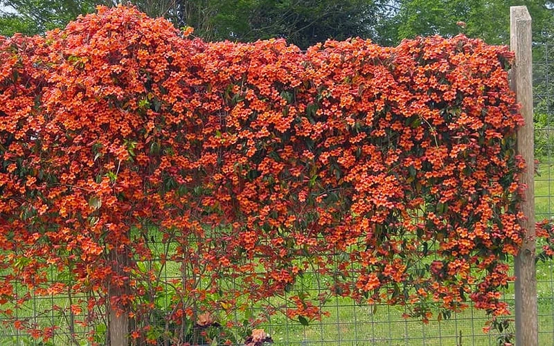 Tangerine Beauty Crossvine Bignonia - 1 Gallon Pot - Image 10