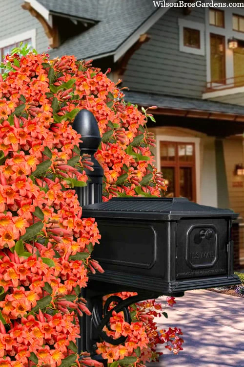 Tangerine Beauty Crossvine Bignonia - 1 Gallon Pot - Image 9