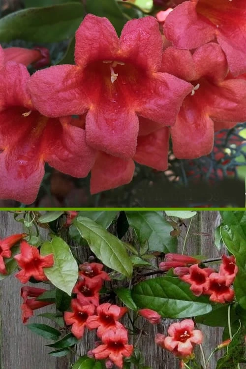 Shalimar Red Crossvine - Bignonia Capreolata - 3 Gallon Pot - Image 6