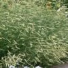 Blonde Ambition Blue Grama Grass (Bouteloua Gracilis) - 1 Gallon Pot