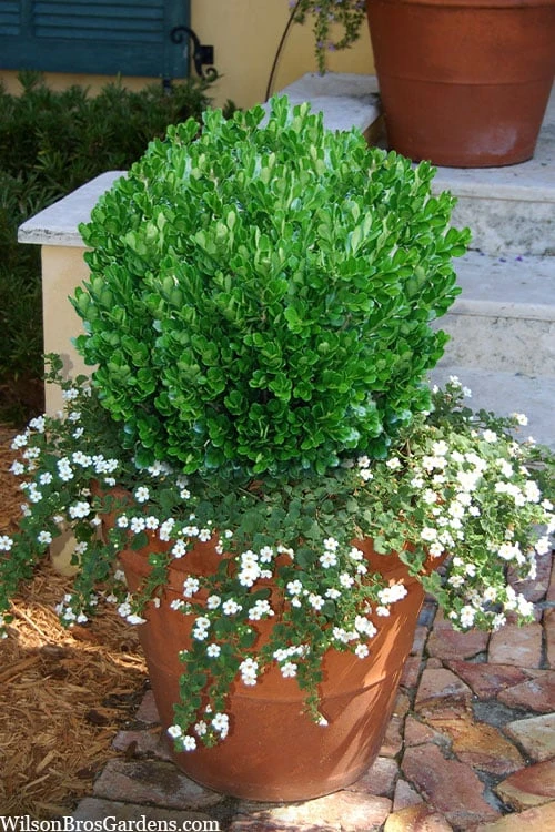 Richard Boxwood (Buxus Harlandii) - 3 Gallon Pot - Image 6
