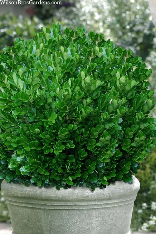 Richard Boxwood (Buxus Harlandii) - 3 Gallon Pot
