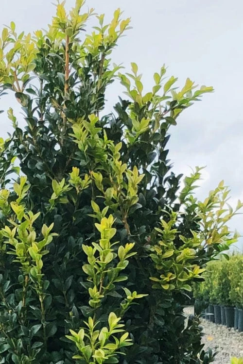 Arctic Emerald Columnar Boxwood - 6 Pack Of 1 Gallon Pots - Image 6