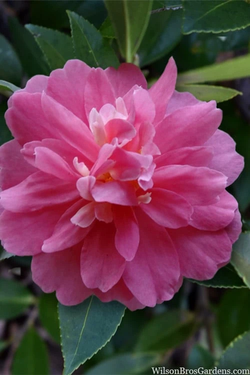 Autumn Spirit Camellia - Hybrid - 3 Gallon Pot - Image 5