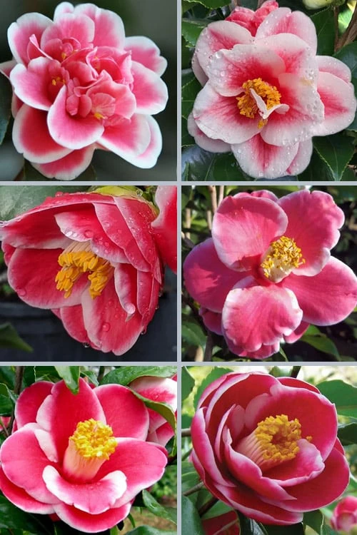 Sadaharu Oh Camellia - 7 Gallon Pot (3-4') - Image 4