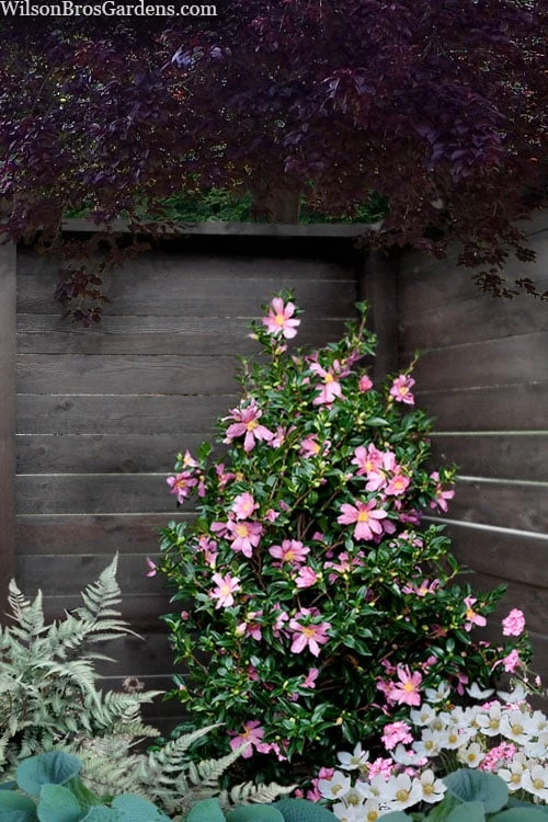 Slim 'N Trim Camellia - 7 Gallon Pot - Image 4