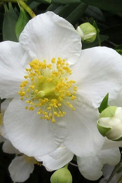 Elizabeth Bush Anemone (Carpentaria Californica) - 5 Gallon Pot - Image 4