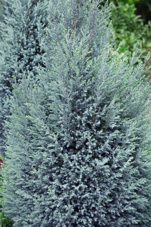 Blue Surprise Lawson Cypress (Chamaecyparis Lawsoniana) - 2 Gallon Pot - Image 5