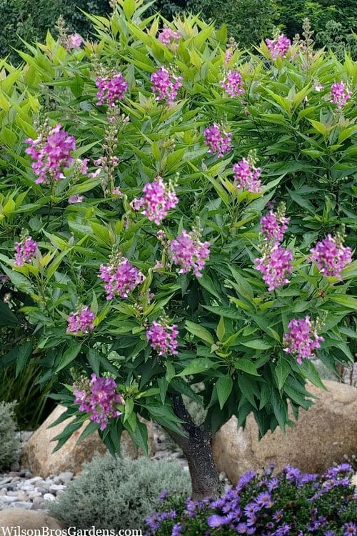 El Nino Desert Orchid (Chitalpa) - 3 Gallon Pot - Image 4