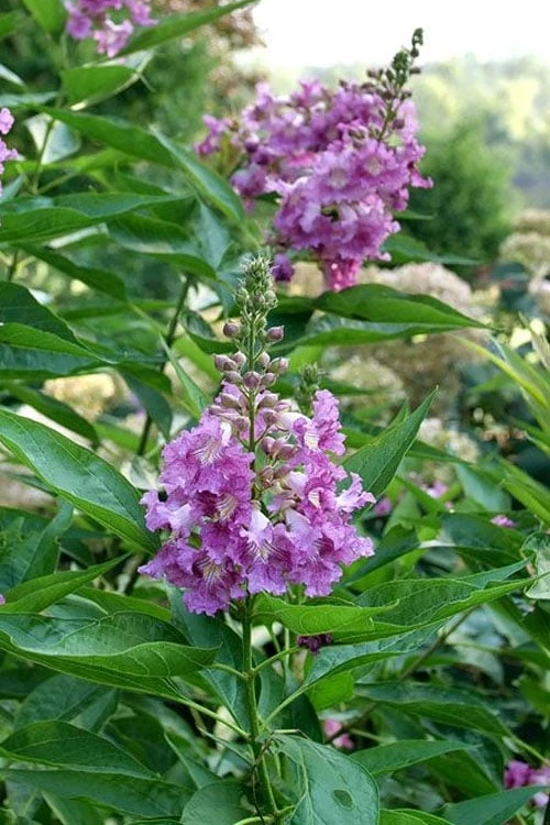 El Nino Desert Orchid (Chitalpa) - 3 Gallon Pot - Image 6