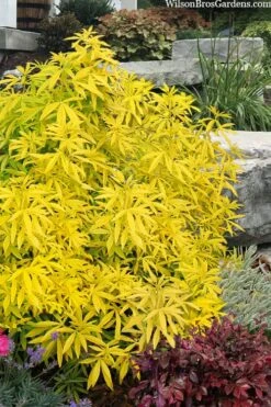 Goldfingers Mexican Orange Blossom (Choisya) - 1 Gallon Pot